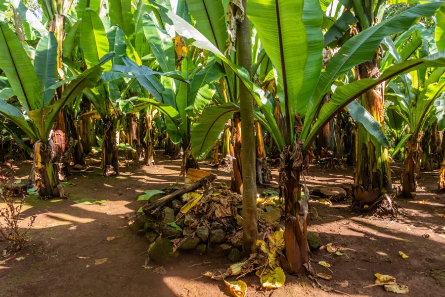 enset-banana-pe-steroizi-arborele-impotriva-foametei-Etiopia-planta-anti-foamete-planta-rezistenta-la-seceta-planta-rezistenta-la-boli-securitate-alimentara-schimbari-climatice-agricultura-Africa-culturi-agricole-culturi-rezistente-insecuritate-alimentara-hranirea-populatiei-Royal-Botanic-Gardens-Kew