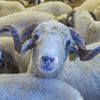 Zeci de rase de animale, demonstrații de cai și concursuri între fermieri, la Festivalul Crescătorilor de Oi din Bulgaria