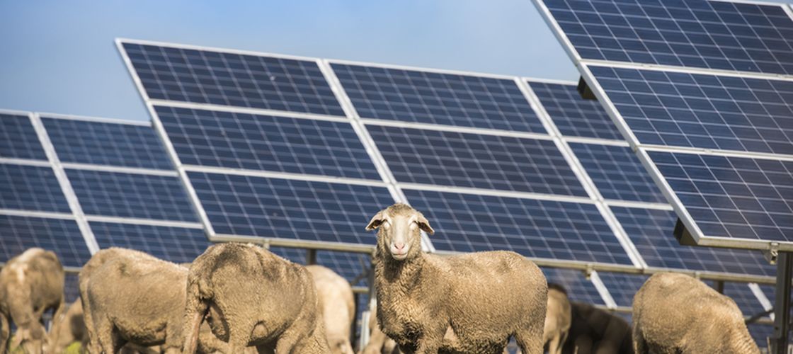 Volkswagen a „angajat” 100 de oi / Animalele pasc sub 31.000 de panouri solare, în locul mașinilor de tuns iarba