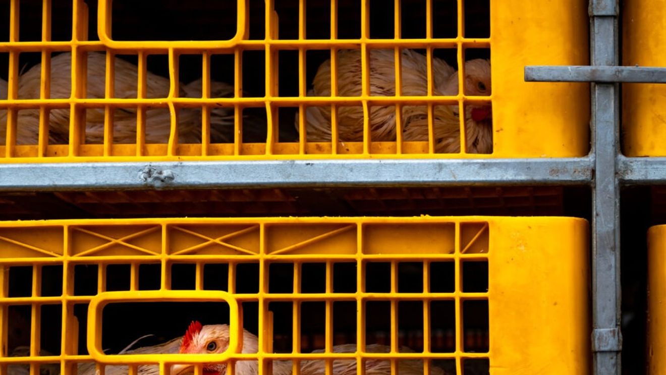 Caraș-Severin: Păsări vii și carne, transportate în vehicule neautorizate sanitar-veterinar / Polițiștii au aplicat amenzi