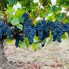 Incendiile din Bordeaux pun în pericol unele dintre cele mai renumite vinuri franțuzești / Viticultorii se tem că fumul ar putea schimba gustul strugurilor