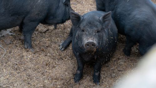 Canicula face ravagii în fermele din insula spaniolă Mallorca / Mortalitatea rasei autohtone de porci negri a crescut dramatic