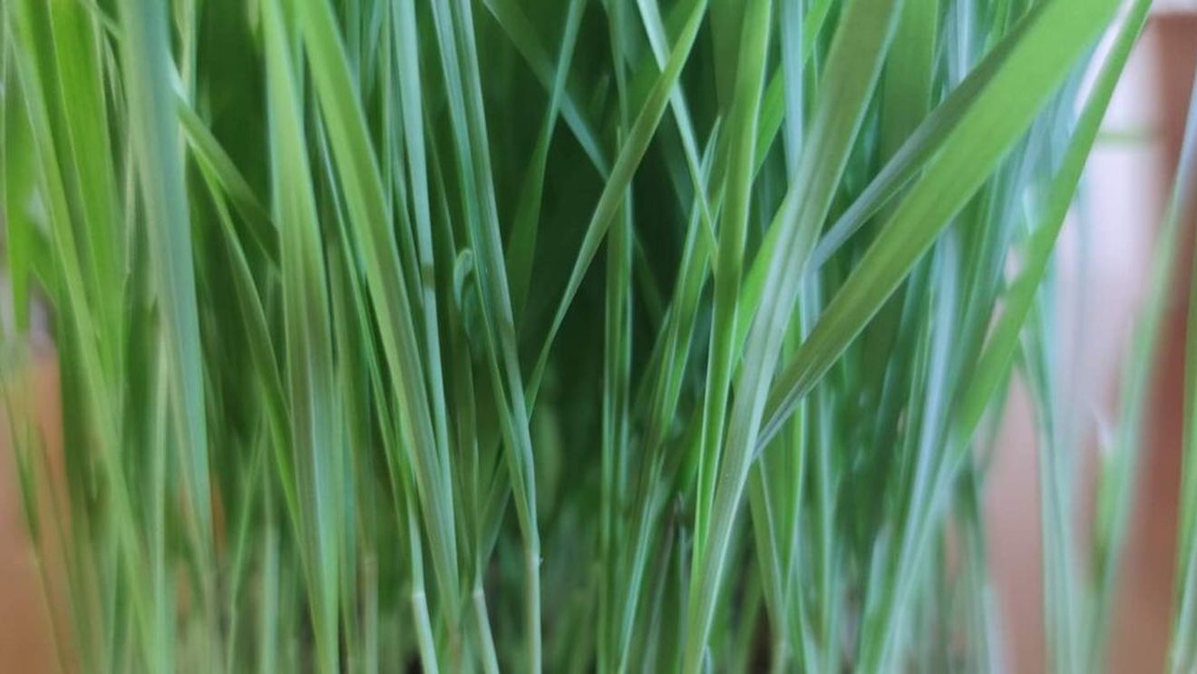 Festivalului European BIO şi al Tradiţiilor Locale - septembrie 2024