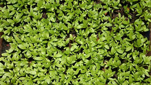 Cresonul, leguma care nu poate fi consumată decât proaspătă