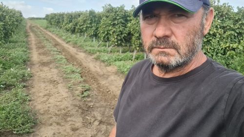 Cum controlează fermierul Dumitru Banea tripsul, lepidopterele și cicadele în viile de la Valul lui Traian: „Cu un plan de tratament bine programat, am reușit să gestionăm eficient populația de dăunători”