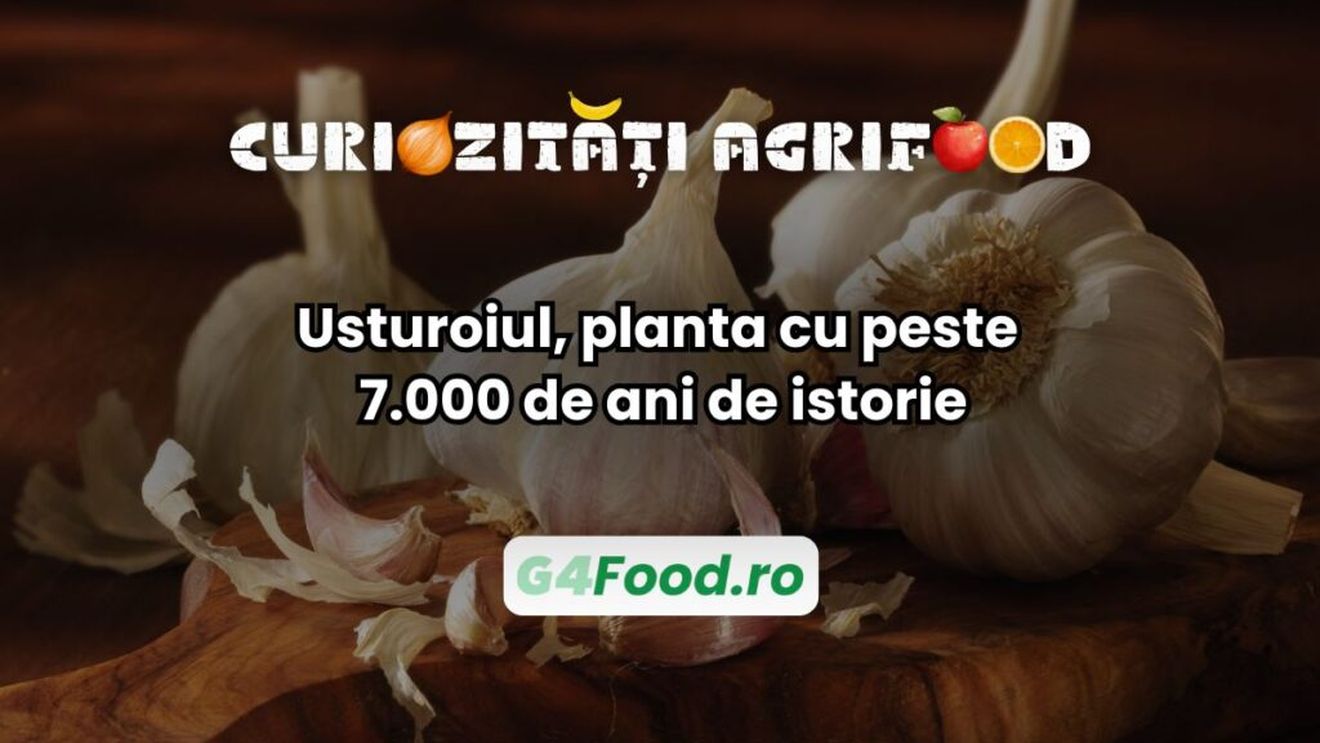 Curiozități agri-food: Usturoiul, planta cu peste 7.000 de ani de istorie / De la medicina egipteană la superalimentul modern