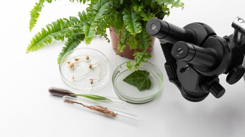Parlamentul European se pregătește să aprobe noile plante editate genetic / Fermierii sunt împărțiți între speranță și îngrijorare: susținătorii invocă rezistența la secetă, criticii se tem de monopoluri
