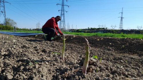 FOTO-VIDEO | Sparanghelul, cultura de nișă care prinde rădăcini în Timiș: „Nu cred că mai are cineva în România asemenea delicatesă”