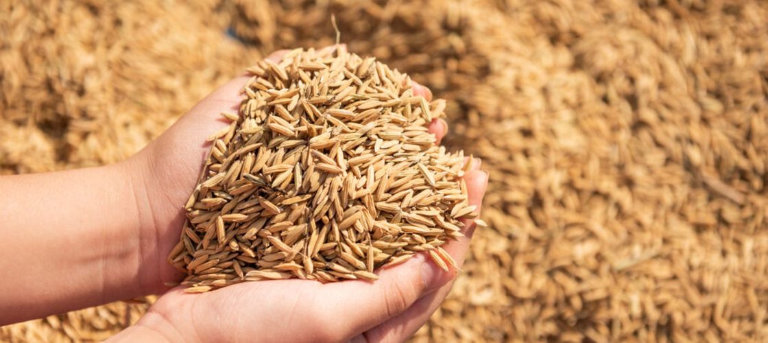 Atacurile Rusiei reduc capacitatea de export a cerealelor Ucrainei / Fermierii avertizează asupra riscurilor pentru piața mondială