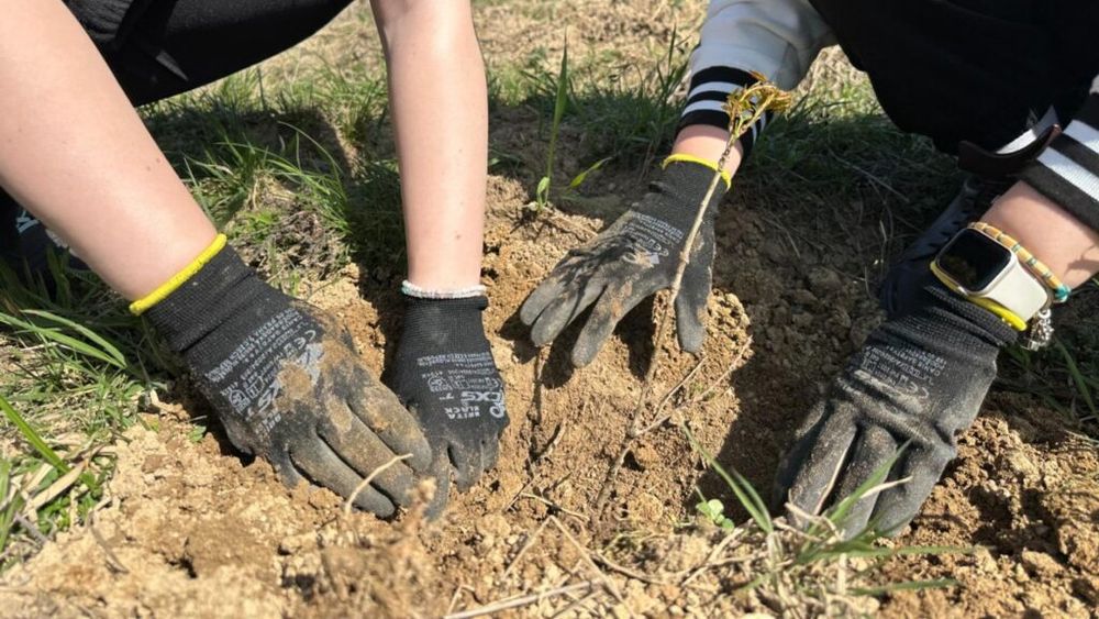 „Mai puţine deşeuri, un mediu mai curat”/ Starbucks România se implică activ în comunităţile locale şi investeşte în acţiuni de voluntariat dedicate reîmpăduririi