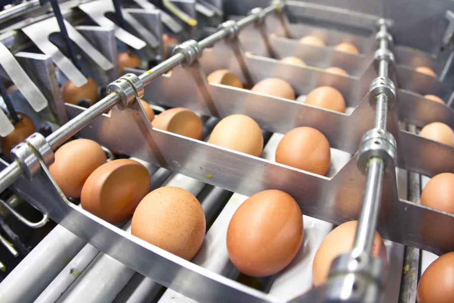 oua, sua, concedieri, gripa aviara