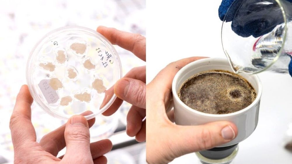 Ar putea fi cafeaua obținută în laborator o soluție la creșterea continuă a costurilor și provocările ambientale care complică lanțul său de producție?