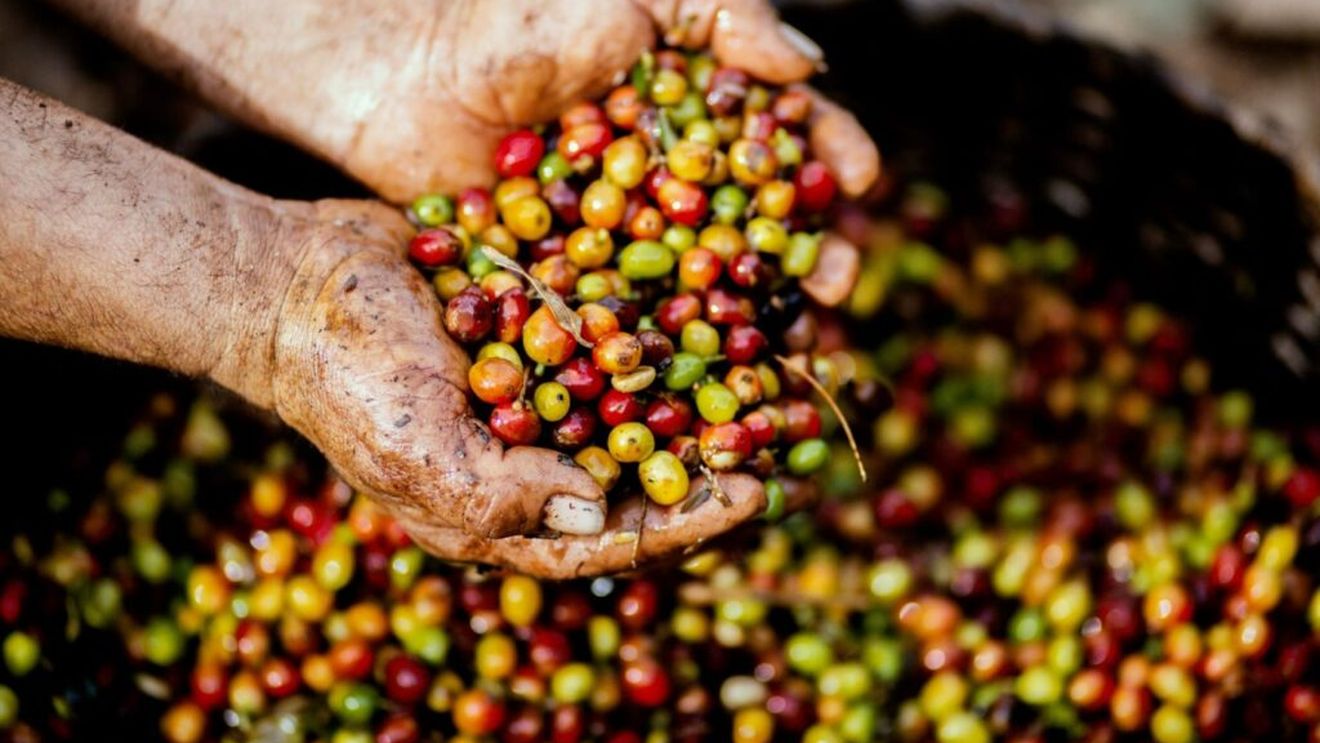 Soiul Arabica, principala sursă de cafea la nivel mondial, foarte vulnerabil la boli și dăunători / Soluții pentru a evita dispariția acestei specii