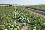 Producătorii din Dolj abandonează pepenii pe câmp din cauza prețurilor derizorii și a costurilor uriașe de recoltare