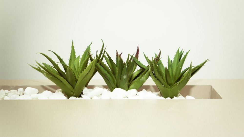 5 beneficii pe care organismul tău le primește dacă bei suc de aloe vera / Poate susține sănătatea pielii, dar și pe cea dentară, orală și digestivă și poate contribui la îmbunătățirea glicemiei