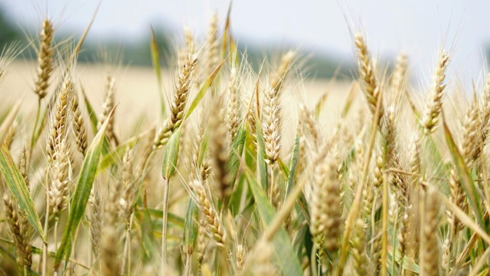 Cum se contaminează produsele ecologice. Măsuri de protecție pentru a păstra producția ecologică și sănătoasă