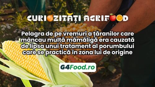 Curiozități agrifood – 17 octombrie: Pelagra de pe vremuri a țăranilor care mâncau multă mămăligă era cauzată de lipsa unui tratament al porumbului care se practică în zona lui de origine