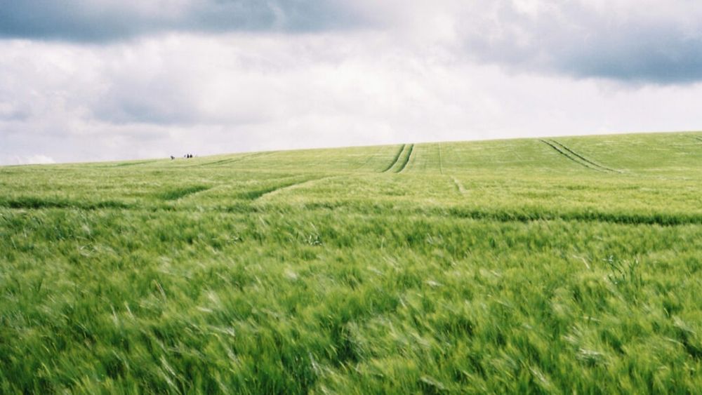 Culturi verzi semănate mai devreme și reguli mai stricte din 2025 / APIA anunță noi cerințe pentru Pachetul 4 „Culturi verzi”