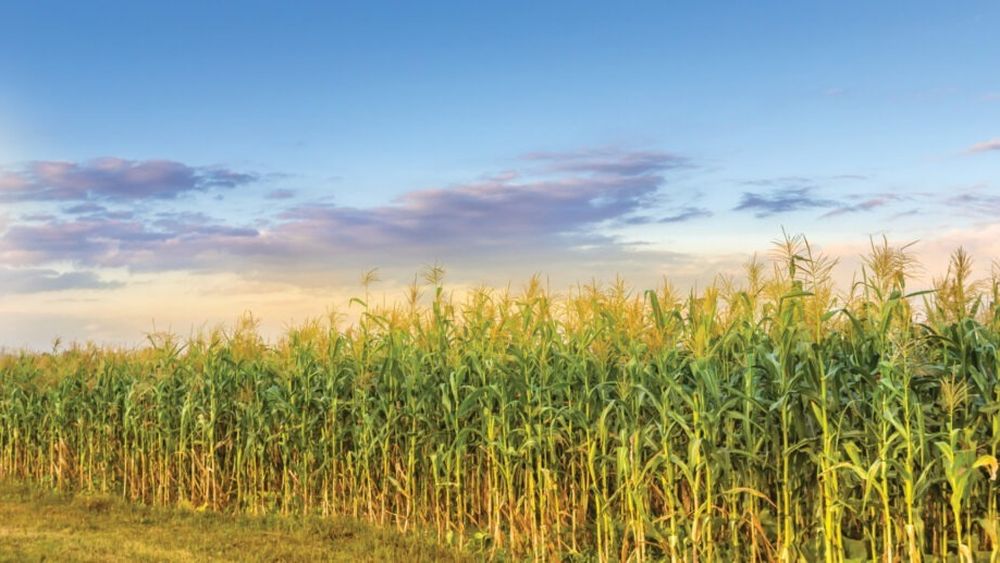 Un lan de porumb și o casă din județul Giurgiu, în pericol de a fi mistuite de flăcări din cauza unui incendiu de vegetație din apropiere