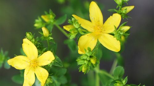 „Ceaiuri românești”: Ceaiul de sunătoare - beneficii și proprietăți / Eficient pentru depresie, dar atenție: poate interacționa cu anumite medicamente