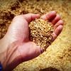 UE refuză să mărească cotele pentru exporturile agricole ale Ucrainei / Kievul cere acces suplimentar pentru bioetanol / Bruxelles: Acordul actual este „echitabil și echilibrat”