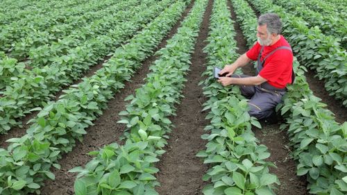 Soia, porumbul și grâul închid în creștere la Bursa de Valori din Chicago/ Optimismul pieței este alimentat de un posibil acord comercial între SUA și China