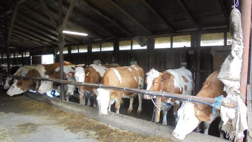 Prețul laptelui crud din România, printre cele mai mici din Uniunea Europeană; fermierii primesc ajutoare financiare de la bugetul național și cel european