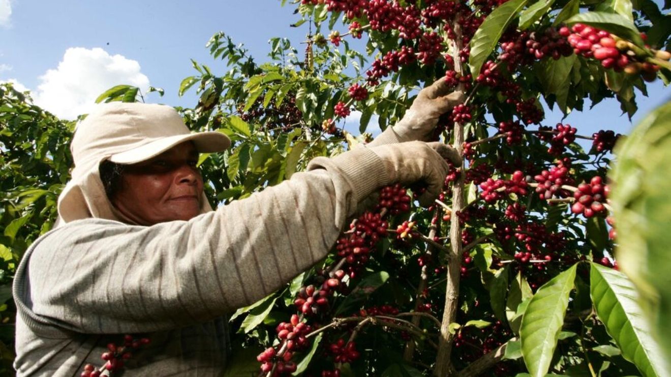 Studiu citat de Reuters: Defrişările legate de culturile de cafea din Brazilia au ajuns la 737.000 de hectare între 2002 şi 2023