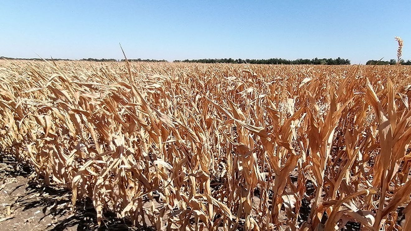 Producția de porumb și floarea soarelui, afectată masiv de secetă. La polul opus, grâul și alte cereale de vară au înregistrat niveluri record