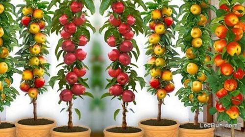 Ai doar un balcon? Poți culege mere chiar și de acolo! Mărul columnar, pomul-fruct perfect pentru spații mici