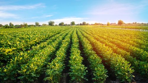 Pericol invizibil: Deșeurile toxice din stațiile de epurare ajung pe terenurile agricole în Marea Britanie / Vidul legislativ pune în pericol sănătatea cetățenilor