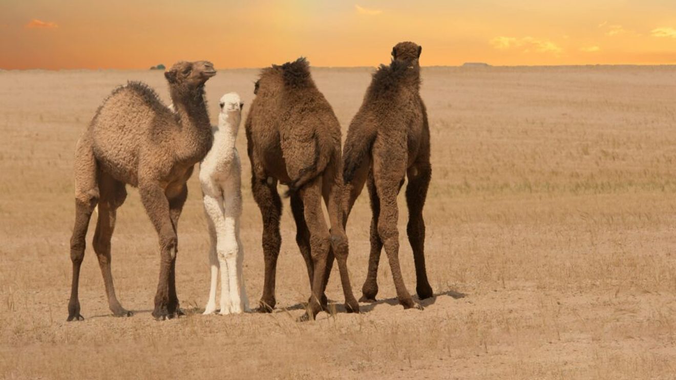 Specialiști din Ciad studiază, în Ungaria, procesarea laptelui de cămilă