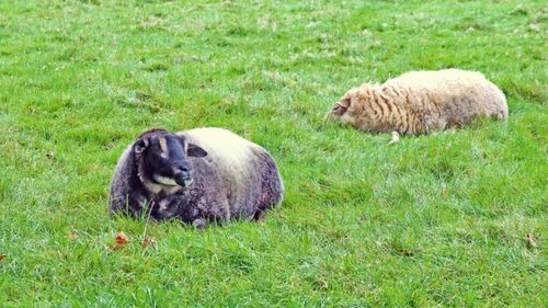 Autoritățile le recomandă fermierilor măsuri stricte de protecție, după ce un focar de boala „limbii albastre” a fost confirmat în Bulgaria