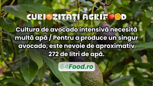 Curiozitate agri-food: Cultura intensivă de avocado necesită multă apă / Pentru a produce un singur avocado, este nevoie de aproximativ 272 de litri de apă