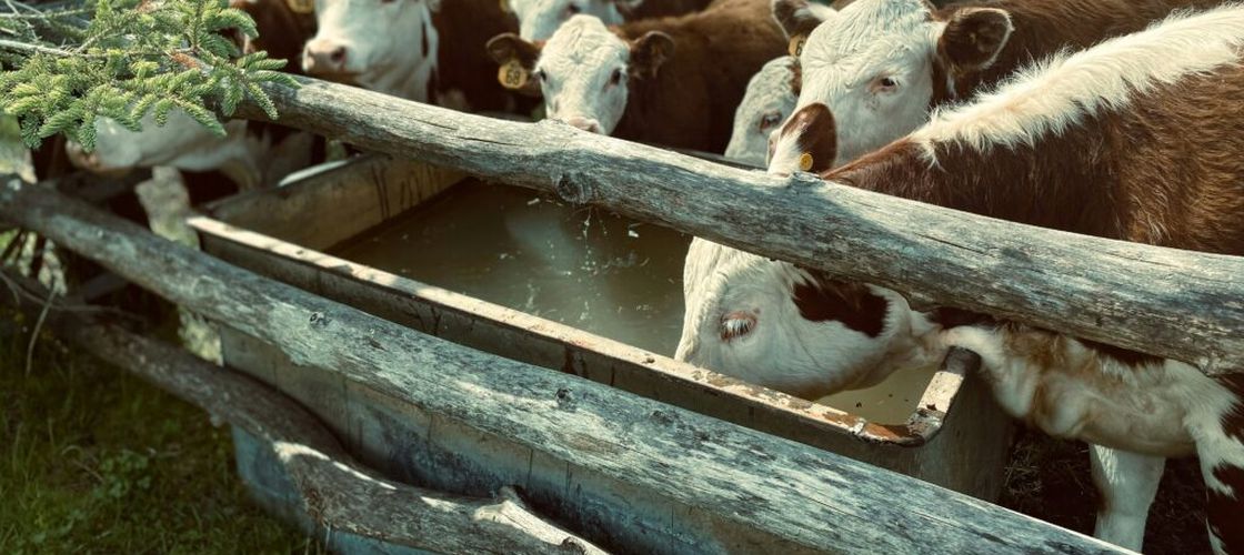 ANSVSA, recomandări pentru fermieri și proprietarii de animale de companie în timpul valului de căldură / Ce măsuri trebuie luate pentru protejarea animalelor
