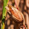 România reduce suprafețele cultivate cu porumb din cauza costurilor și a secetei / Nici Franța nu stă mai bine, iar ONU avertizează asupra riscului de foamete
