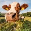 Mureș: Taur din rasa Fleckvieh, ales „Mister Parada Taurilor” la evenimentul care a marcat 50 de ani de activitate genetică