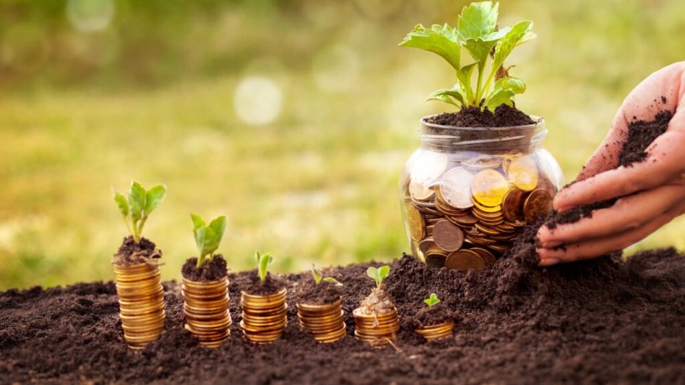 Sprijin pentru legumicultori / Guvernul a aprobat schema de ajutor de minimis pentru 2025-2027