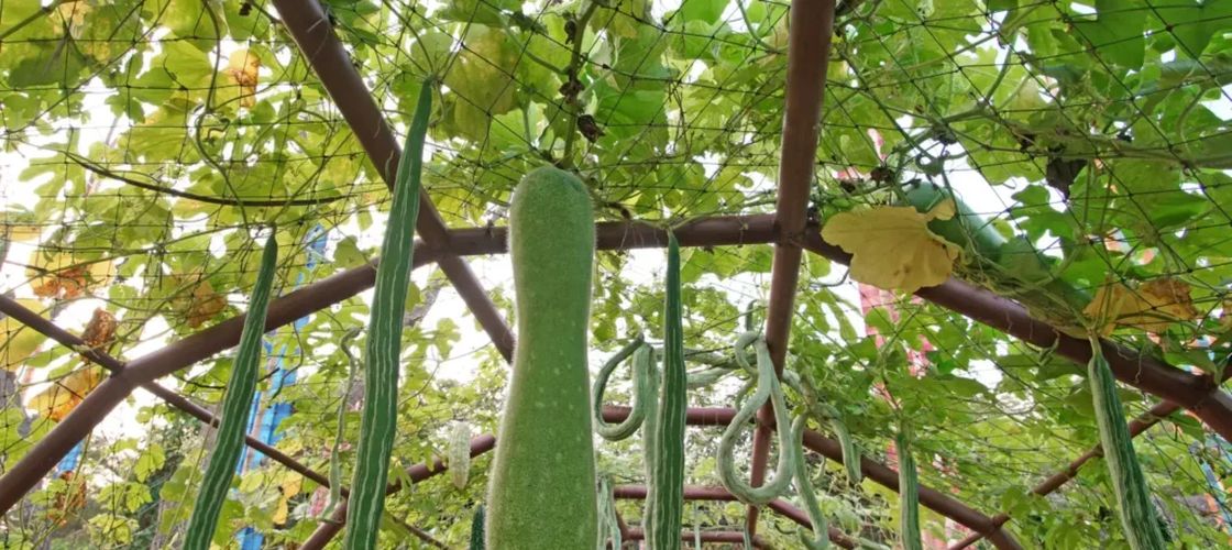 Pepenele de iarnă, o nouă  cultură exotică, testată la Buzău/ Fructele ajung până la 20 kg și se pot păstra 6 luni/ Pepenele are un gust de castravete, cu amestec de dovlecel