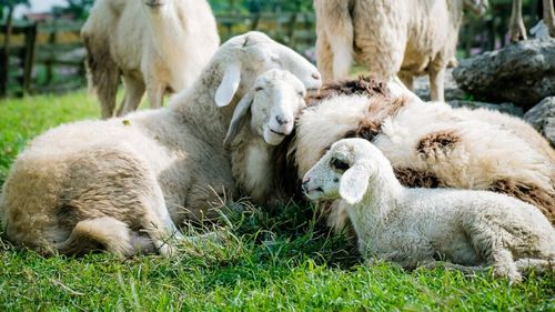 Interdicția privind exportul de oi și capre din România, prelungită pe teritoriul UE până la sfârșitul anului. Decizia privește inclusiv tranzitul prin țările blocului comunitar