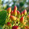 Seceta și scăderea consumului de vin schimbă agricultura franceză / Viticultorii renunță la vița-de-vie pentru a planta fistic și linte
