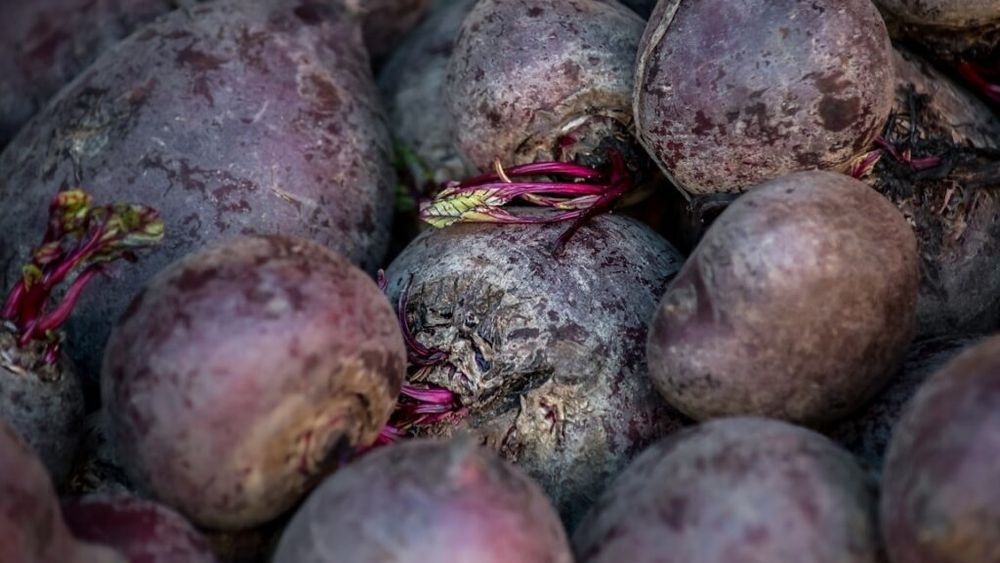 Sute de hectare cu sfeclă, distruse de o bacterie/ Fermierilor li s-a promis că nu vor pierde sprijinul cuplat de la APIA