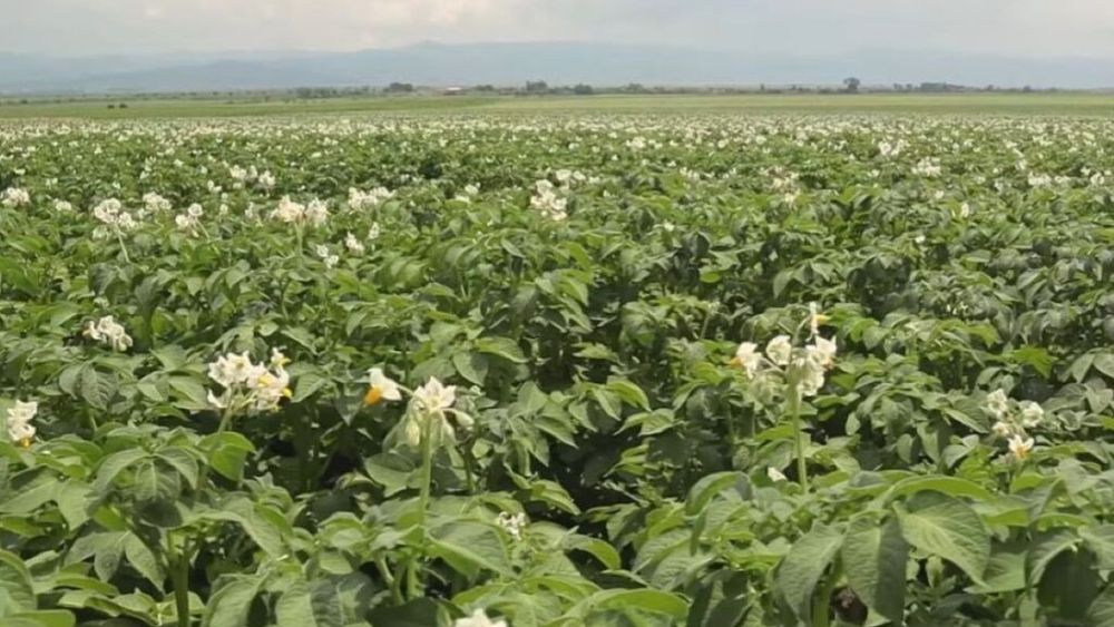 Cum a reușit un fermier din Târgu Secuiesc să îmbunătățească substanțial calitatea cartofilor cu două produse biologice