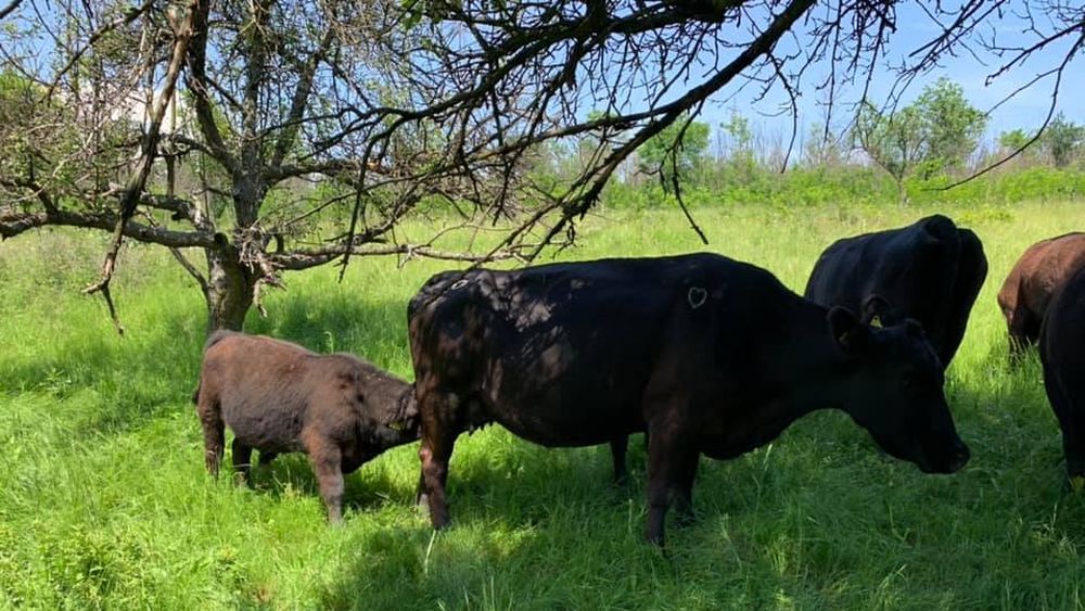 Creștere spectaculoasă a efectivelor de bovine din rasa Angus în România