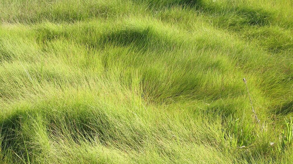 O iarbă străveche care îi ajută pe fermieri să producă delicatesa de miel „pre-sărat” ar putea stopa eroziunea coastelor