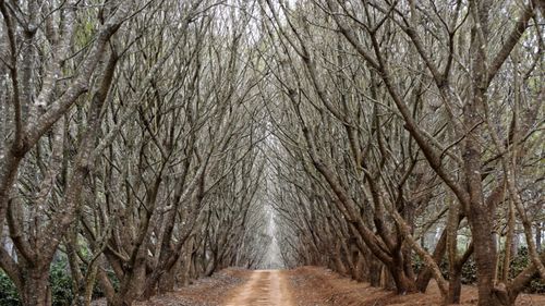 O bacterie a distrus milioane de măslini în Italia / Regiunea Puglia caută soluții după pierderea a milioane de arbori