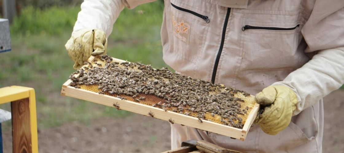 Schemă de ajutor pentru apicultori, adoptată de Senat: 12 euro pe familie de albine, timp de trei ani / Cine sunt persoanele eligibile