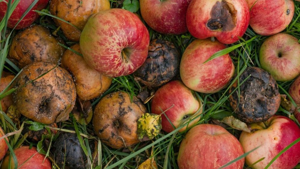 Buzău: Mere destinate elevilor, retrase din patru şcoli după ce au fost distribuite stricate