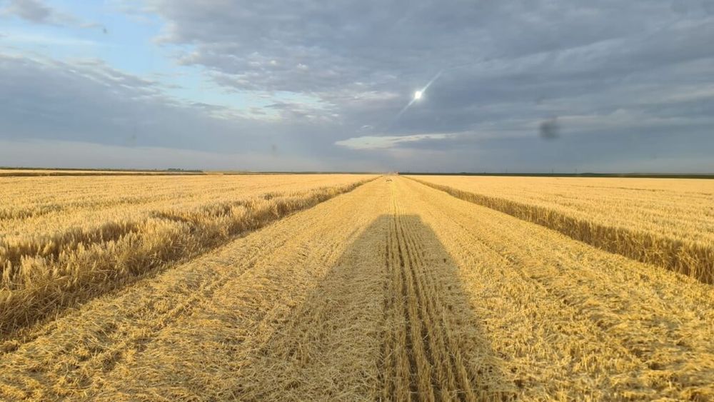 Start campanie agricolă 2024: Orzul, prima cereală recoltată / „Profitul începe de la 5 tone/ha”- Mircea Chipăilă, fermier, jud. Constanța