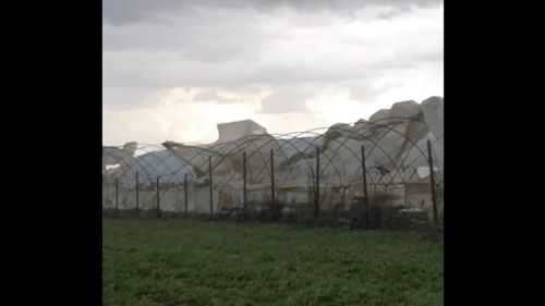 VIDEO Vântul puternic provoacă pagube unor legumicultori și horticultori din țară / ”Am cheltuit 9000 de lei ca să refac solarul. Florile căpșunelor au înnegrit din cauza frigului” - Simona Iertea, fermier